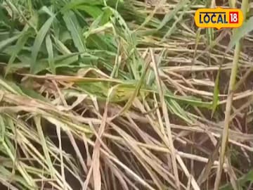 पिकांचं