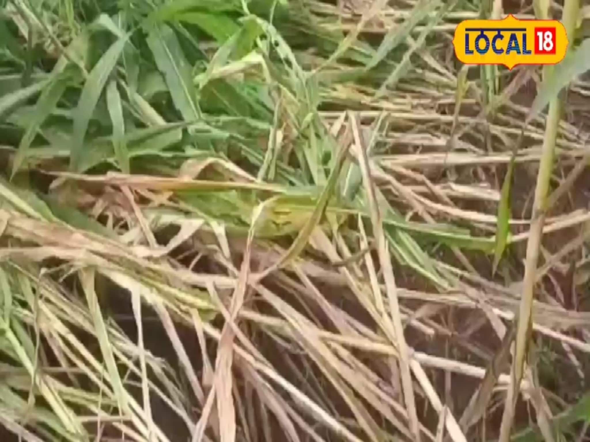 अतिवृष्टीनं पिकांचं नुकसान! आणखी पाऊस होईल, त्याआधीच शेतकऱ्यांनी करावं 1 काम