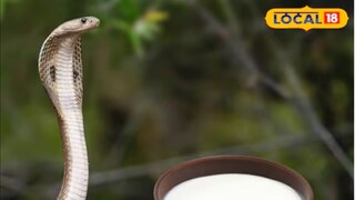 सापाच्या जवळ कसं जायचं?