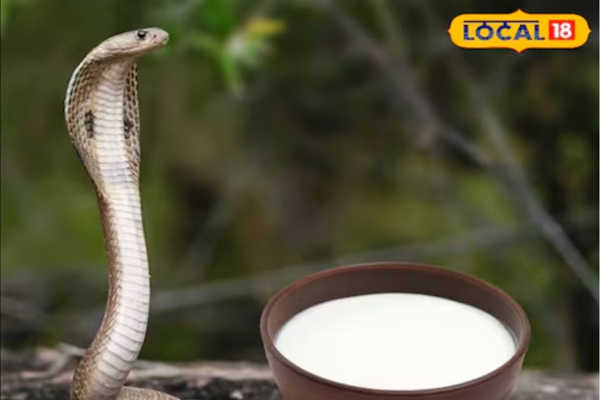 Nagpanchami : सापाला दूध पाजावं की अर्पण करावं, ते त्याला पचतं का? सर्व उत्तरं..