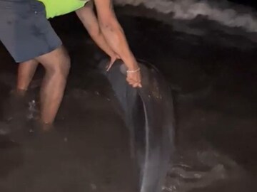 रत्नागिरीच्या बीचवर आला डॉल्फिन मासा; कोकणकरांनी काय केलं पाहा रत्नागिरीच्या बीचवर आला डॉल्फिन मासा; कोकणकरांनी काय केलं पाहा