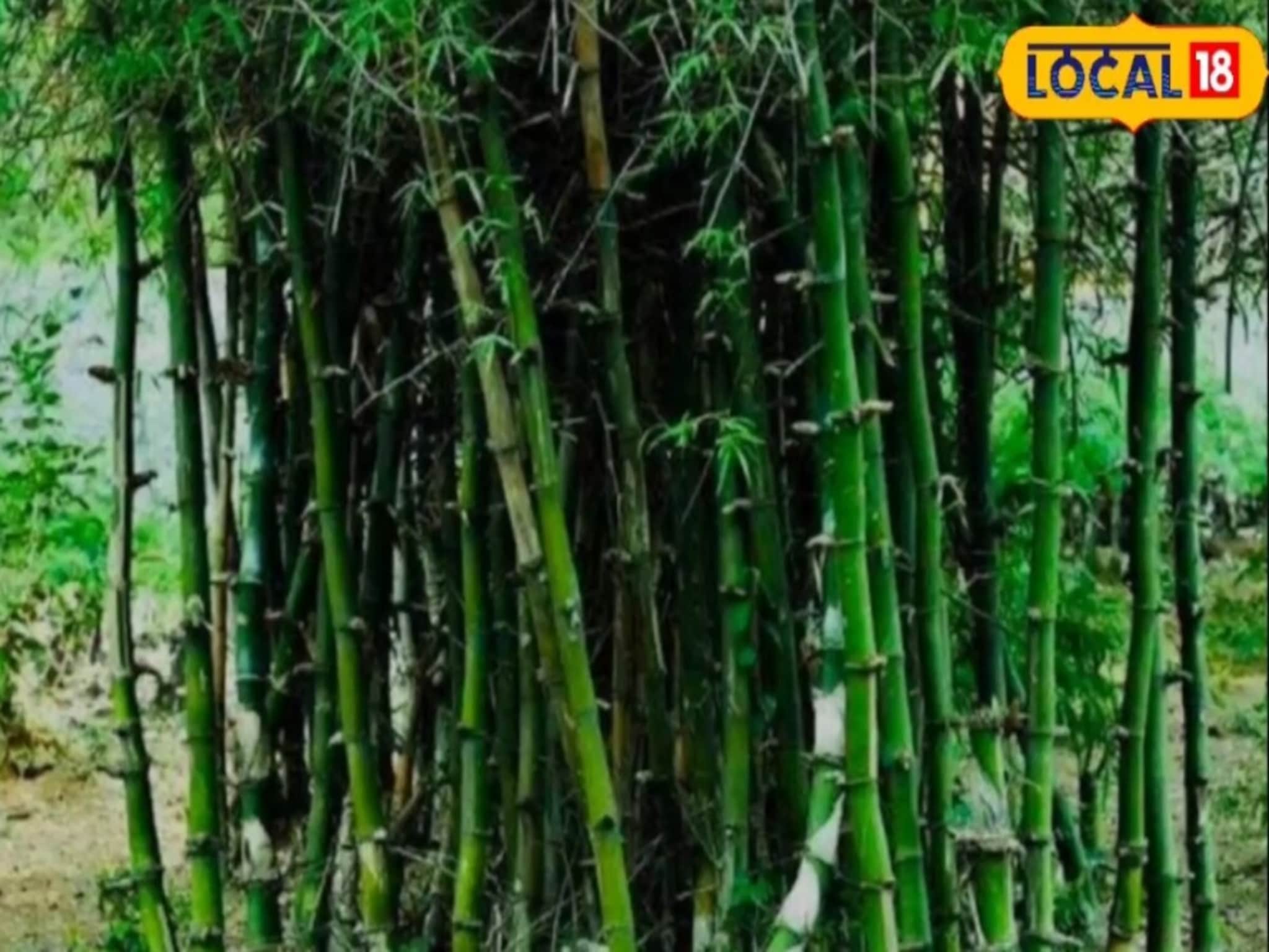 बांबू लागवडीसाठी मिळणार 7 लाखांचे अनुदान, विक्रीसाठी मार्केटही उपलब्ध होणार, नेमका कुठे अर्ज करावा?