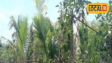 नर्सरीच्या