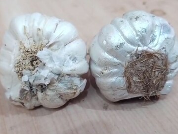 लसूण बनावट आहे की नाही कसं ओळखायचं? खरेदी करण्याआधी वाचा या टिप्स