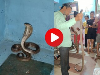 किंग को्ब्रा किंग को्ब्रा