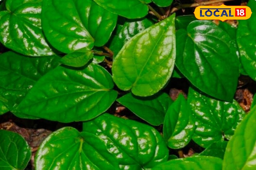 सूचना - वर दिलेली माहिती आरोग्यतज्ञांशी साधलेल्या संवादावर आधारित आहे. लोकल18 याबाबत कोणताही दावा करत नाही. (शुभम बोडके, प्रतिनिधी)