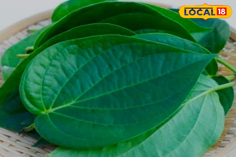 नागवेलीची पाने म्हणजेच खाण्याचे पान किंवा विड्याचे पान आरोग्यासाठी खूप फायदेशीर आहे. जेवणानंतर पान खाण्याचे अनेकजण शौकीन असतात. त्यामुळे तोंडाची चव वाढते. तोंडाला दुर्गंध येत नाही. तसेच दात पोकळी, दात किडणे यांचा त्रास कमी होतो. जेवणानंतर पानाचा विडा किंवा नुसते पान चावून खाल्ल्याने आतड्या निरोगी राहतात. आरोग्यासोबतच ते सौंदर्य वाढवण्यातही फायदेशीर ठरते, असेही त्यांनी सांगितले.