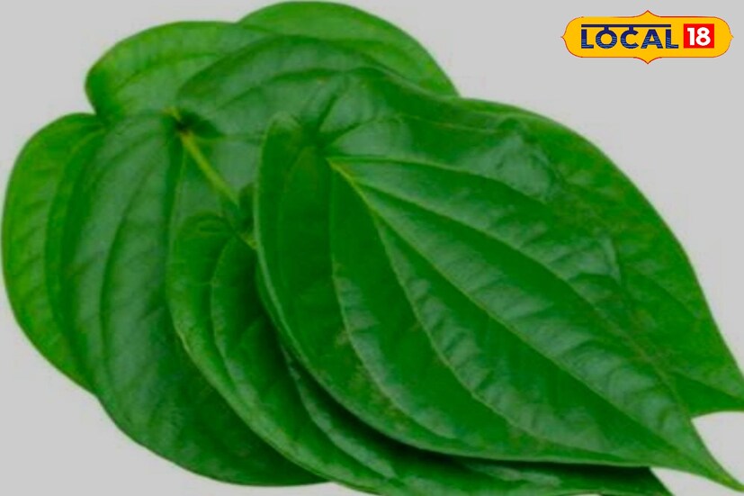 नागवेलीची हिरवीगार ताजी पाने स्वच्छ धुऊन एका कापडाने पुसून घ्यावे आणि त्याच्या शिरा आणि देठ काढून त्याला चुना, काथा, वेलदोड्याची दोन दाणे, घरी केलेला सुपारी, बडीशेप, गुलकंद, सुके आणि ओले खोवलेले खोबरे, लवंग लावून विडा बनवला जातो. हा विडा विशेष म्हणजे आजी आजोबांचा पानपुडा म्हणून त्याची ओळख आपल्या घरात आहे.