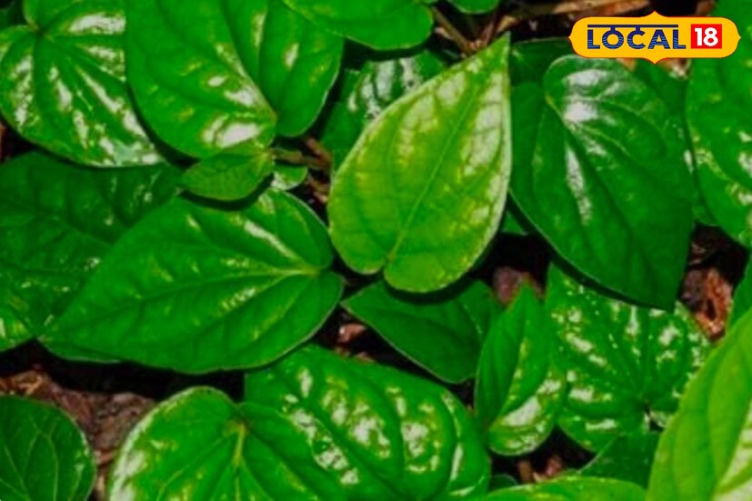 नागवेलीचे पान चघळल्याने पचनक्रिया सुधारते. तोंडाला चव नसणे, घसा खवखवणे, यावरही हे पान उपयुक्त आहे. यामध्ये अँटीसेप्टिक अँटिबायोटिक आणि फंगल गुणधर्म आहेत. त्यामुळे हे पान त्वचेच्या इन्फेक्शनवर आणि जखमांवर प्रभावी व गुणकारक आहे. नागवेलीचे पान चघळल्याने तोंडातील दुर्गंधी दूर होते. त्यामुळे तोंडातील जंतू नष्ट होतात व दात हिरड्या मजबूत होतात, असेही त्यांनी सांगितले.