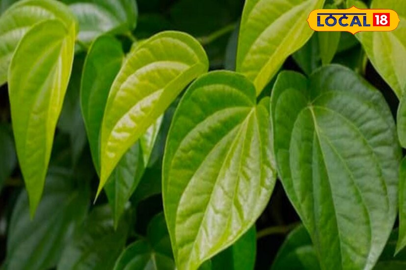 नागवेलीची पान हे सर्दी खोकला कमी करण्यास मदत करते. दमा आणि श्वसन विकारांसाठीही नागवेलीची पाने उपयुक्त ठरतात. गरम पाण्यात काढा करून घेतल्याने श्वास मार्ग मोकळा होतो. लहान मुलांना सर्दी, खोकला झाल्यास नागवेलीच्या पानांना तिळाचे तेल लावून थोडे कोमट करून ते मुलांच्या छातीवर ठेवले तर कफ सुटण्यास मदत होते.