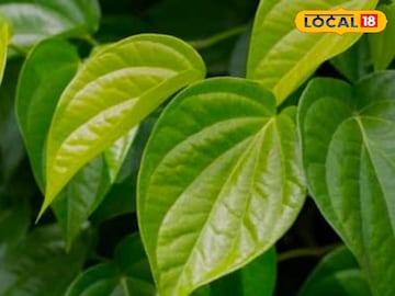 विड्याच्या पानाला पूजेचा मान! आयुर्वेदातही सांगितलंय नागवेल आरोग्यासाठी रामबाण!