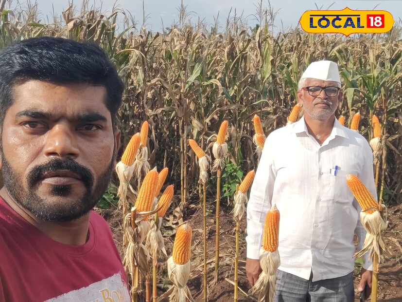  मानवी आहाराबरोबरच कुक्कुटपालनातील वापरामुळे मका या नगदी पिकास बारमाही मागणी असते. या पिकापासून लाखो रुपयांचे उत्पन्न मिळू शकते. बाजारपेठेतील मागणी आणि दुष्काळी भागातही उत्पादनाच्या हमीमुळे अनेक शेतकरी मक्याची शेती करतात. मक्याचं गाव म्हणूनच कवठेमहांकाळ भागातील अग्रण धुळगावची ओळख आहे.