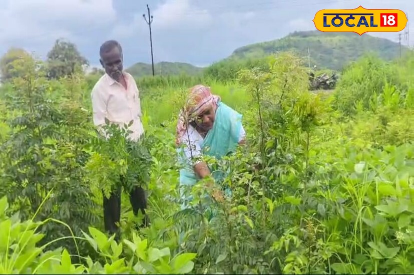 शेतकरी हणमंत कूचेकर यांनी 2011 साली कढीपत्त्यामधील DWD2 सुवासिनी प्रकारच्या जातीच्या कढीपत्त्याची 50 गुंठ्यात लागवड केली. दरम्यान एक वर्ष पूर्णपणे त्याची जोपासना केली. कढीपत्त्याची पहिली हार्वेस्टिंग झाल्यानंतर ओला कढीपत्ता पुणे-मुंबई येथील व्यापाऱ्यांना विकण्यास सुरुवात केली. 