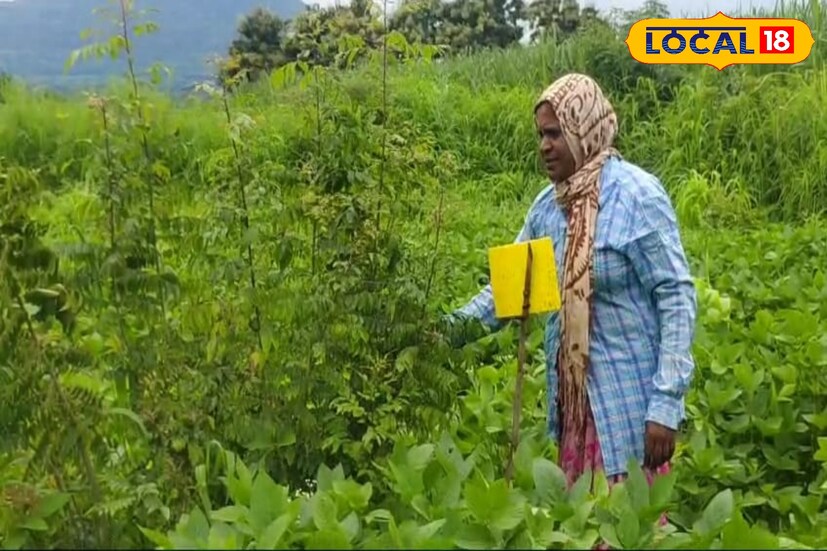 दरम्यान वाळवलेल्या कढीपत्त्याची पाने सुरुवातीला हणमंत कूचेकर मिक्सरमध्ये बारीक पावडर तयार करत स्वतःचा व्यवसाय सुरू करून तालुकास्तरीय जिल्हास्तरीय कृषी मेळावे तसेच प्रदर्शने यामध्ये विक्री करण्यास सुरुवात केली. त्यानंतर तयार केलेल्या मालाला मोठ्या प्रमाणात प्रतिसाद मिळण्यास सुरुवात झाल्यानंतर उत्पादन क्षमता कमी पडल्याने प्रधानमंत्री सूक्ष्म अन्न प्रक्रिया योजनेतून घेतलेल्या कर्ज मधून पाचशे ते हजार किलोच्या क्षमतेच्या मशिनरी घेऊन व्यवसायाची वाढ होण्यास सुरुवात केली. 