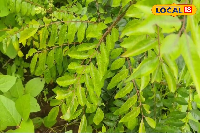 सध्याच्या घडीला शेतकरी हे शेतात नवनवीन प्रयोग करत असतात. असाच एक प्रयोग साताऱ्यातील शेतकरी हणमंत कूचेकर यांनी केला आहे. त्यांनी आपल्या शेतामध्ये कढीपत्त्याची लागवड केली आहे. यामधून वर्षाला ते लाखो रुपयांची कमाई करत असून त्यांच्या कढीपत्त्याला सातासमुद्रपार मागणी आहे. त्यांनी हा कढीपत्त्याच्या शेतीचा प्रयोग कसा यशस्वी केला जाणून घेऊया.