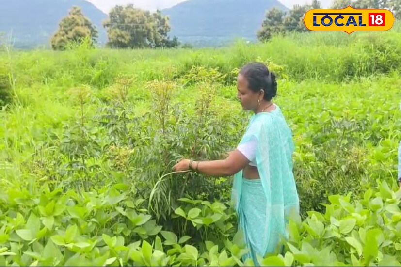 दरम्यान आधुनिक यंत्रणांचा वापर करत इंटरनेटच्या साह्याने स्वतःची व्यवसायाची वेब साईट तयार केली. वेबसाईट तयार केल्यामुळे परदेशातील ग्राहकांनी स्वतः परदेशातून येऊन हणमंत कुचेकर यांच्या शेतीला भेट दिली. तर परदेशातील ग्राहकांनी मोठमोठ्या ऑर्डर देण्यास सुरुवात केली.
