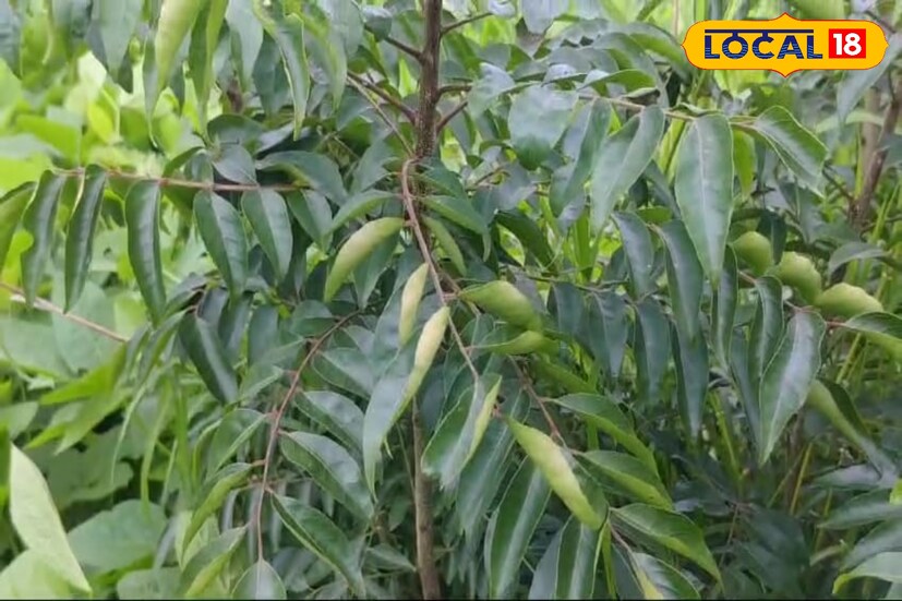 तसेच निर्यात करत असताना दर 3 महिन्याला पाचशे किलो कढीपत्ता पावडर म्हणजे 25 टन ओला कढीपत्ता ट्रान्सपोर्ट करतात. परदेशात ट्रान्सपोर्ट केल्यानंतर कढीपत्त्याचा जो दर आहे तो पाच ते सात पटीने वाढीव दर मिळत असतो. मला संपूर्ण व्यवसायामध्ये वार्षिक उत्पन्न संपूर्ण खर्च वगळता 10 लाख रुपये होत असल्याची माहिती शेतकरी हणमंत कुचेकर यांनी दिली.