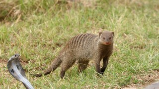 प्रतिकात्मक फोटो