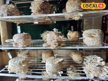 कमी जागेत अन् कमी खर्चात करा मशरूम शेती, कृषी महाविद्यालय देतंय प्रशिक्षण कमी जागेत अन् कमी खर्चात करा मशरूम शेती, कृषी महाविद्यालय देतंय प्रशिक्षण