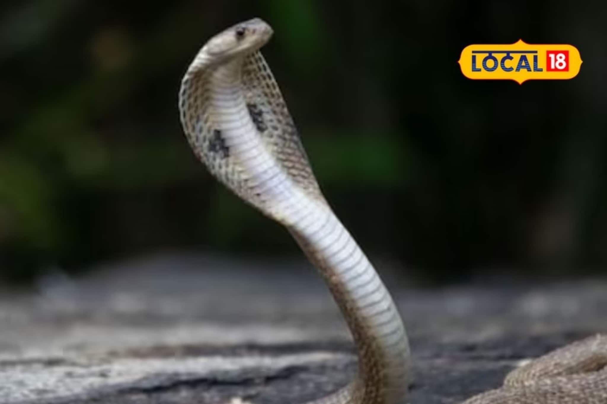 श्रद्धा असावी, अंधश्रद्धा नको! नागाला दूध पाजावं का? सर्पमित्रांनी दिली महत्त्वा