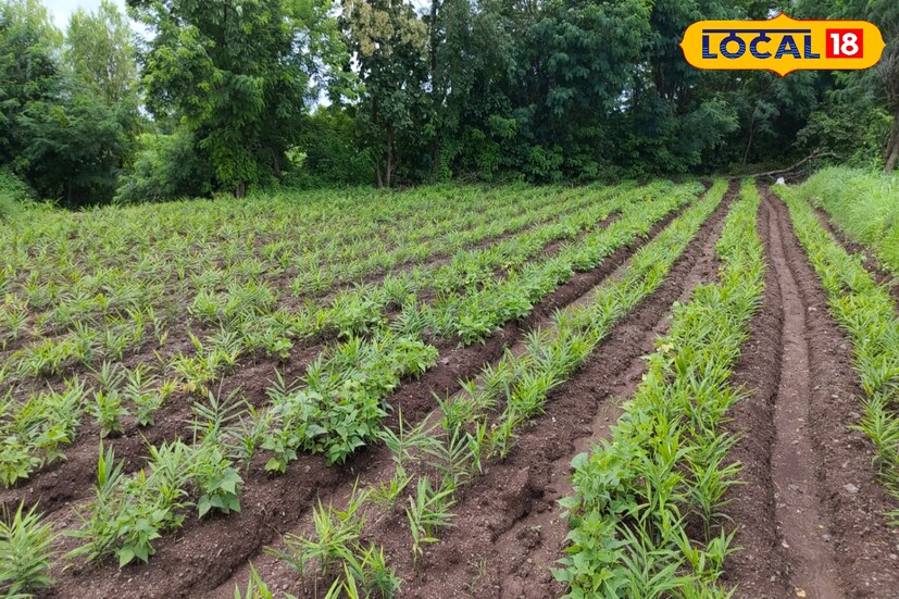 शेतीसोबतच त्यांनी औषधी वनस्पती आणि मसाल्याचं पीक घेण्यासही सुरूवात केली. आज ते विविध कंपन्यांना कच्चा माल पुरवतात. तसंच तयार पदार्थांचं व्यवस्थित पॅकिंग आणि ब्रॅण्डिंग करून विक्री करतात. त्यासाठी त्यांनी सरस आंत्रप्रनर्स कंपनी सुरू केली असून तिची राज्यभरात प्रसिद्धी केली आहे.