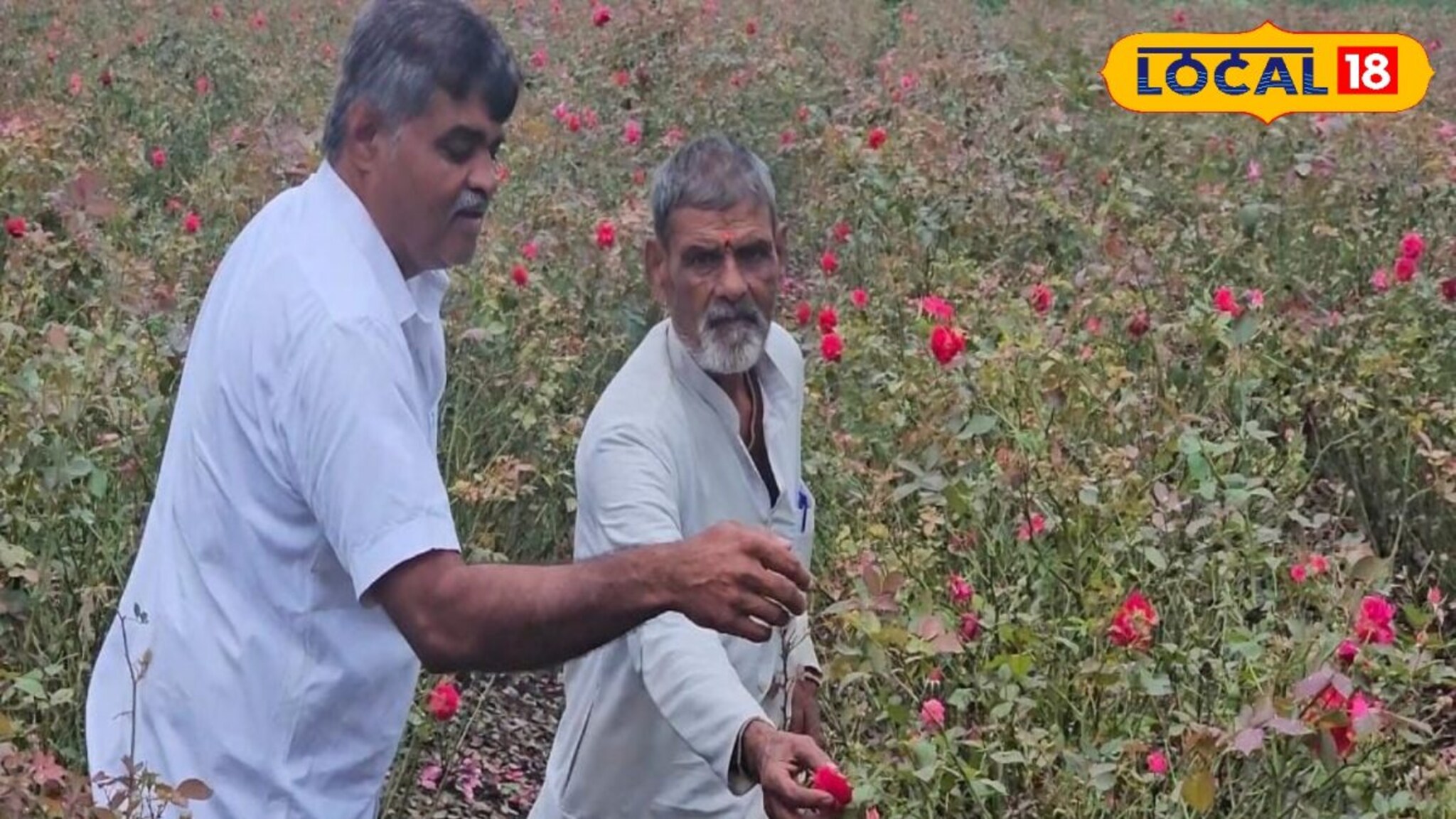 पारंपारिक पिकाला दिला फाटा अन् केली गुलाब शेती, आता शेतकरी करतोय लाखोंची कमाई
