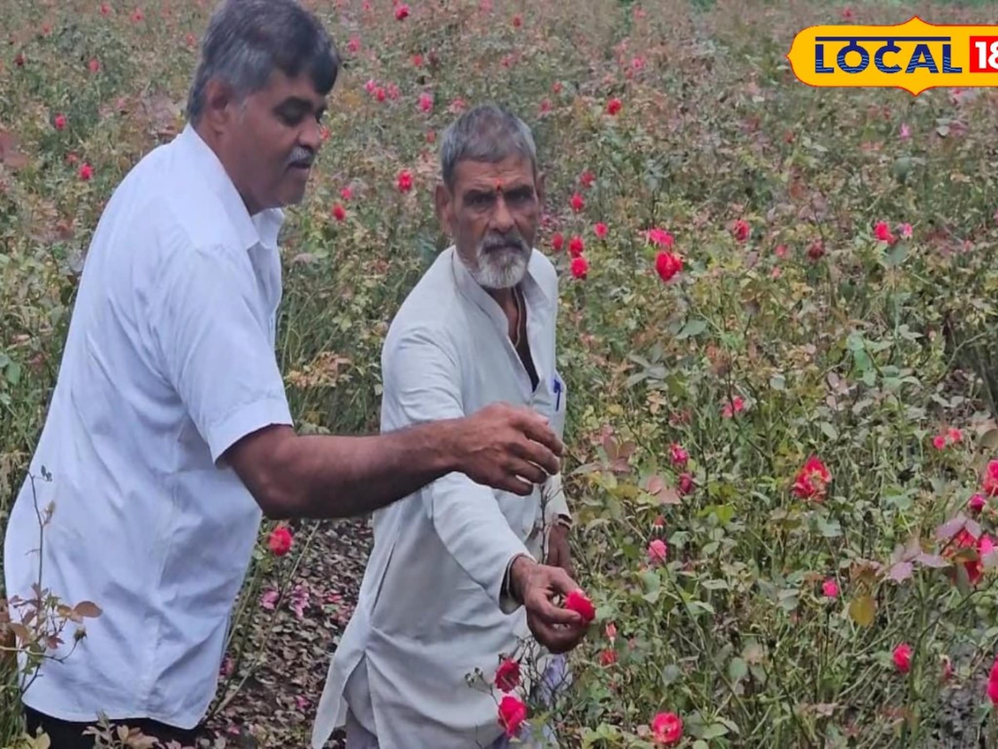 पारंपारिक पिकाला दिला फाटा अन् केली गुलाब शेती, आता शेतकरी करतोय लाखोंची कमाई