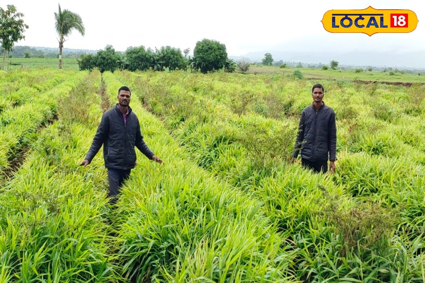  आता शेतकरी बांधव पारंपरिक शेतीला आधुनिकतेची जोड देऊन चांगलं उत्पन्न मिळवू लागले आहेत. अनेक शेतकरी भाजीपाला, फळबाग आणि फुलबागेतून लाखोंचं उत्पन्न कमवतात. याचंच उत्तम उदाहरण <a href="https://news18marathi.com/maharashtra/satara/">साताऱ्यातील</a> एका खेडेगावात राहणारे जाधव बंधू आहेत. या बंधूंनी पडक्या माळरानावर प्रचंड कष्ट घेऊन जणू सोनं उगवलं. आज या शेतीतून ते लाखो रुपयांचं उत्पादन घेतात.