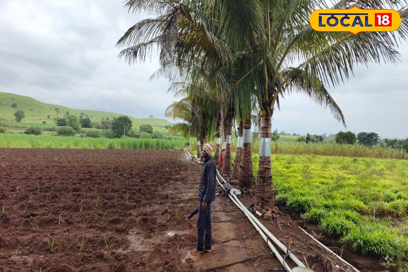 कल्याण आणि विजय असं या कोरेगाव तालुक्यातील साप येथील 2 भावंडांची नावे आहेत. आई-वडिलांचं छत्र हरपल्यानंतर त्यांचा सांभाळ बहिणीनं केला आणि त्यांनी माळरानावर स्वकष्टानं नंदनवन फुलवलं. आज त्यांच्या या मेहनतीचं आजूबाजूच्या गावांमध्येही कौतुक होतं.