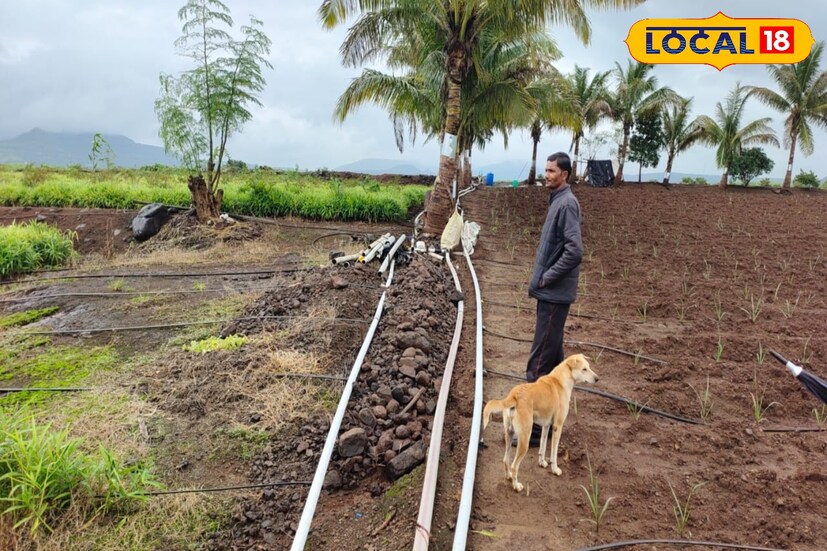 2006 साली आई-वडिलांचं निधन झालं. मग जाधव बंधूंनी घरची जबाबदारी स्वीकारून बँकेतून कर्ज घेतलं आणि माळरान पोखरलं. आता त्यांनी शेती करायचं ठरवलं. मात्र पाणी कुठून आणायचं हा मोठा प्रश्न होता. मग जिद्दीनं त्यांनी 3 किलोमीटर अंतरावरून पाइपलाइन काढून आपल्या माळरानावर पाणी आणलं आणि शेतीला सुरूवात झाली.