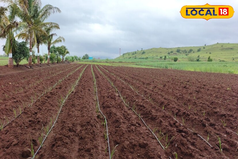 त्यांनी फळबाग, फूलबाग, पालेभाज्या, ऊस, सोयाबीन, आलं, टोमॅटो, इत्यादी विविध पिकांची लागवड केली. या शेतीच्या माध्यमातूनच दोन्ही भावंडांची लग्न झाली आणि दोघांचे संसारही सुरू झाले. या शेतीसाठी त्यांना मित्रांची आणि बहिणीची मोलाची साथ मिळाली.