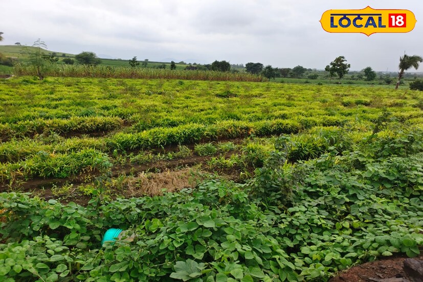 ज्या जमिनीवर जनावरांना चरण्यासाठी दूरदूरपर्यंत झुडूपं नव्हती, त्या जमिनीवर त्यांनी नंदनवन फुलवण्याची किमया केली. नापीक जमिनीला सुपीक करण्यासाठी अर्धा किलोमीटर लांब जाऊन पाणी आणलं. या अंतरात सावली मिळवायला एखादं झाडही नव्हतं. अशा या रानावर आज त्यांनी 40 आंब्याची, 20 नारळाची, चिकू, सफरचंद, अंजीर, सिताफळ, इत्यादी अनेक झाडांची लागवड करून फळबाग फुलवली आहे.