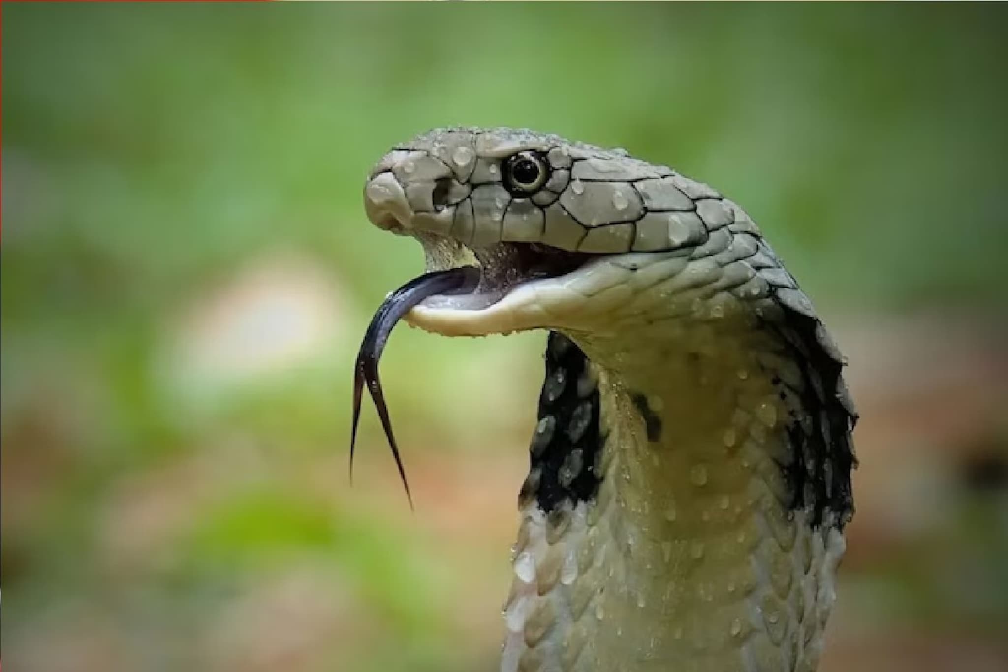 नागपंचमीला का पाजतात सापांना दूध?, परंपरा कशी झाली सुरू? घ्या जाणून