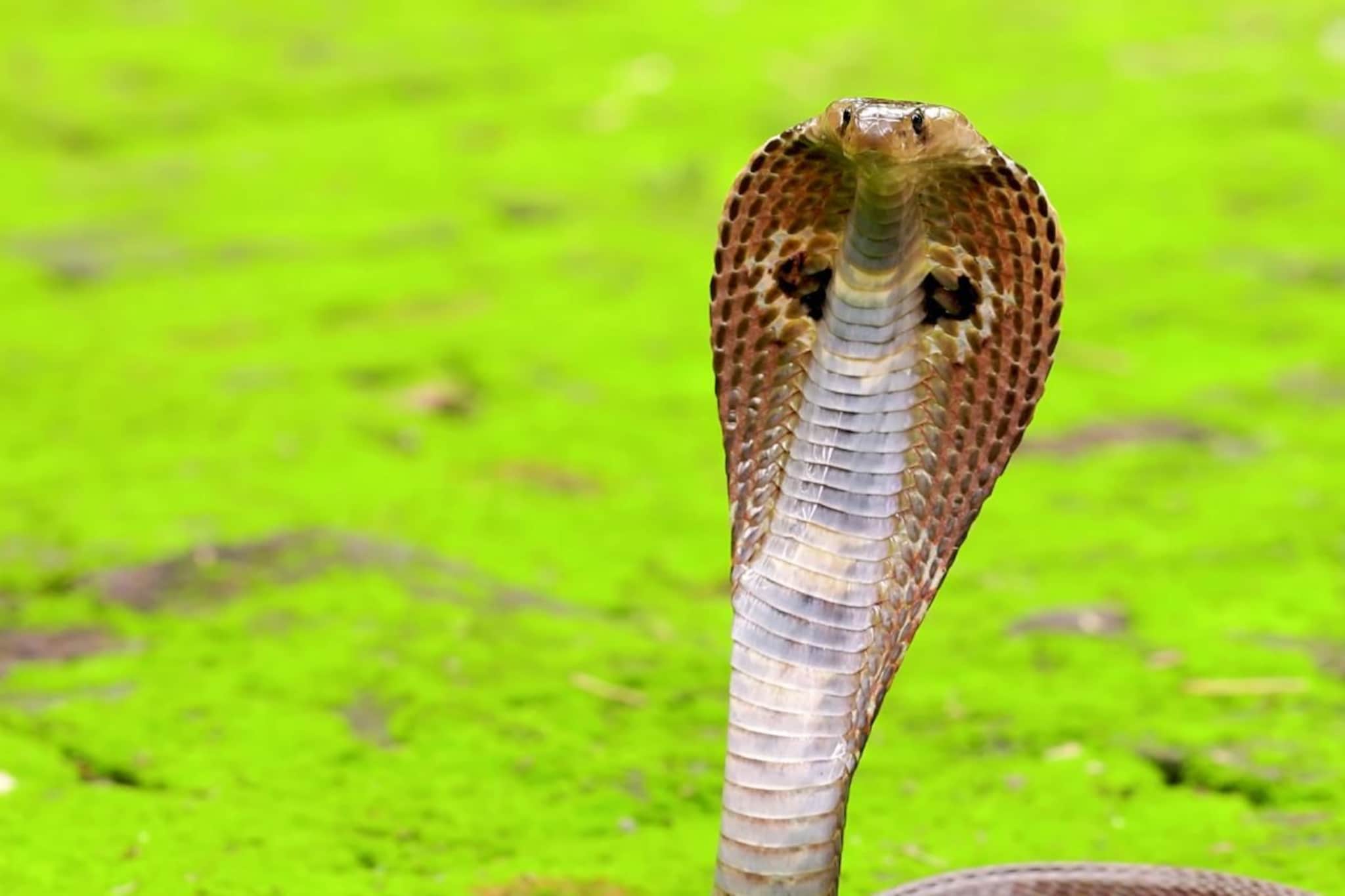 Nagamani : कोब्रा सापाकडे खरंच नागमणी असतो का? ज्यामुळे लोक होतात वश