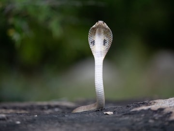 Nagamani : कोब्रा सापाकडे खरंच नागमणी असतो का? ज्यामुळे लोक होतात वश Nagamani : कोब्रा सापाकडे खरंच नागमणी असतो का? ज्यामुळे लोक होतात वश