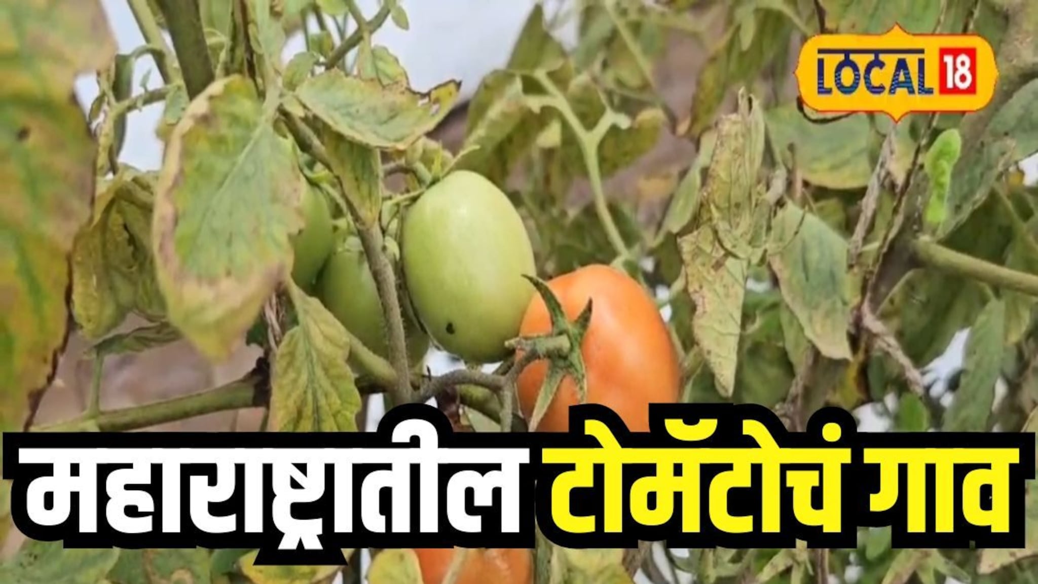 ‘टोमॅटो आमचा, दरही आमचा, विक्रीही शेतकऱ्याच्या बांधावरच', महाराष्ट्रातील अनोखं गाव, कोट्यवधींची उलाढाल