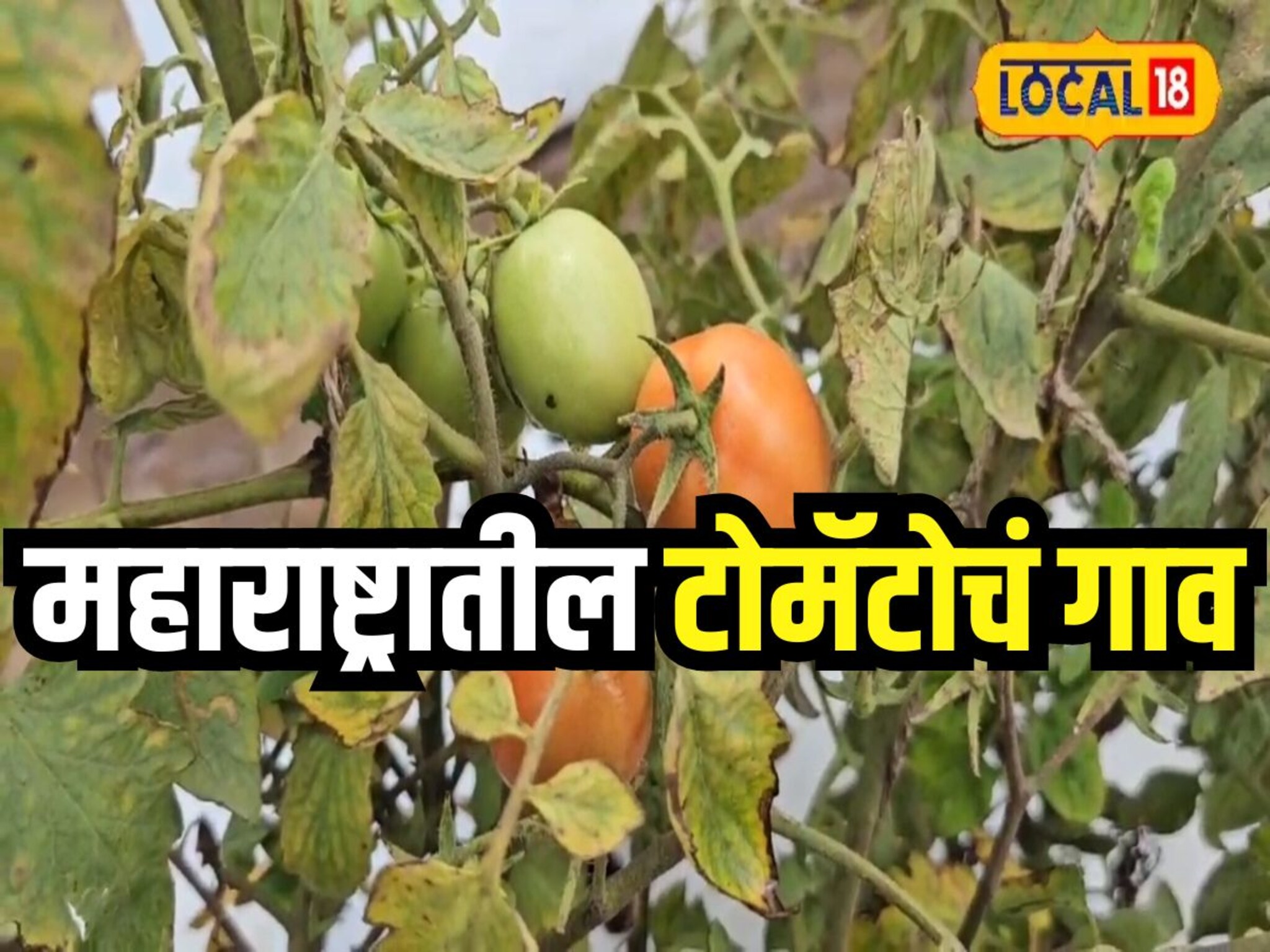 ‘टोमॅटो आमचा, दरही आमचा, विक्रीही शेतकऱ्याच्या बांधावरच', महाराष्ट्रातील अनोखं गाव, कोट्यवधींची उलाढाल