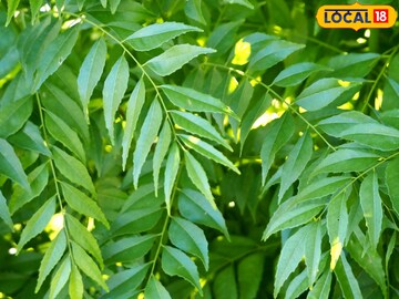 सातारच्या कढीपत्त्याला सातासमुद्रापार मागणी, महिन्याला 10 लाख कमावतोय शेतकरी!