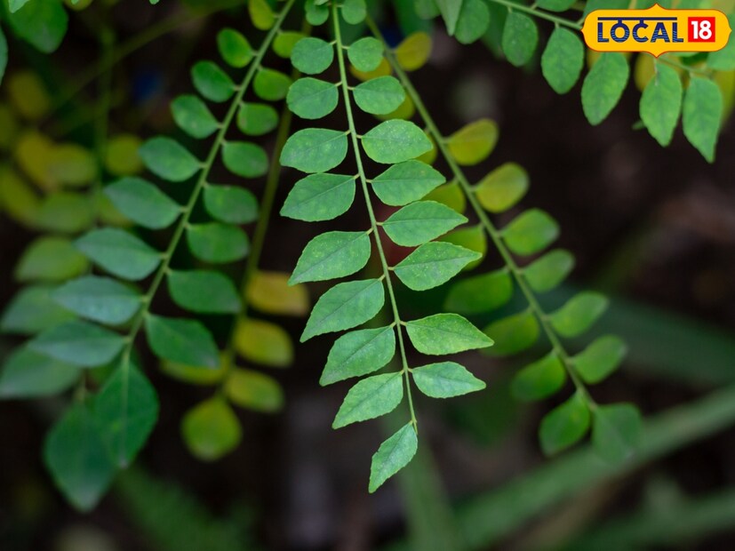 हणमंत यांनी 2011 साली 50 गुंठ्यात DWD2 सुवासिनी जातीच्या कढीपत्त्याची लागवड केली. वर्षभर व्यवस्थित जोपासना केल्यानंतर पहिल्यांदा जे उत्पादन मिळालं त्यातून त्यांनी मुंबई, पुण्यात विक्री करायला सुरूवात केली.