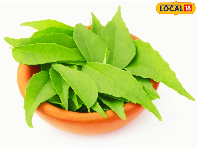 पुढे हणमंत यांनी सबसिडीवर सोलर ड्रायर घेतला आणि कढीपत्त्याची पानं धुवून वाळवण्यास सुरूवात केली. मग या पानांची पावडर करून त्यांनी तालुकास्तरीय, जिल्हास्तरीय कृषी मेळावे, तसंच प्रदर्शनांमध्ये विक्री करायला सुरूवात केली. 