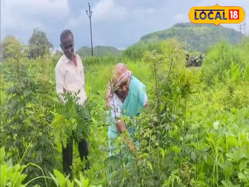 हणमंत दर 3 महिन्याला 500 किलो कढीपत्ता पावडर म्हणजे 25 टन ओला कढीपत्ता ट्रान्सपोर्ट करतात. ट्रान्सपोर्ट केलेल्या कढीपत्त्याचा 5 ते 7 पटीने जास्त वाढीव दर मिळतो. 'सर्व खर्च वगळून मला पूर्ण व्यवसायातून 10 लाख रुपये वार्षिक उत्पन्न मिळतं', अशी माहिती हणमंत कुचेकर यांनी दिली. 