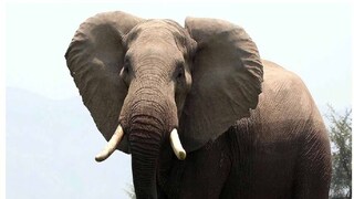 हत्ती हत्ती