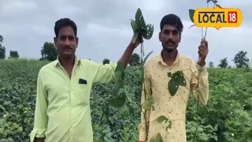 सोयाबीन