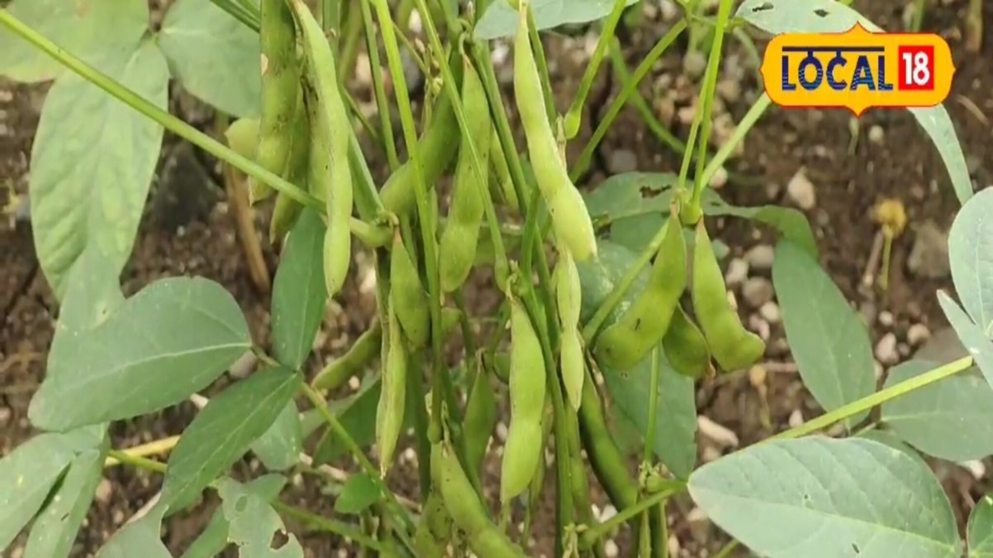 साताऱ्यातील शेतकरी एकरी कमावतोय लाखो रुपये, पारंपरिक शेतीला फाटा देत अनोखा प्रयोग, VIDEO