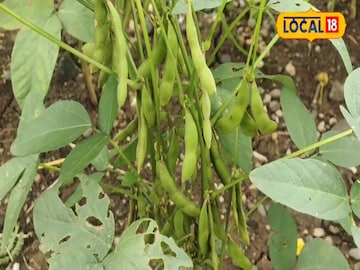 सोयाबीन