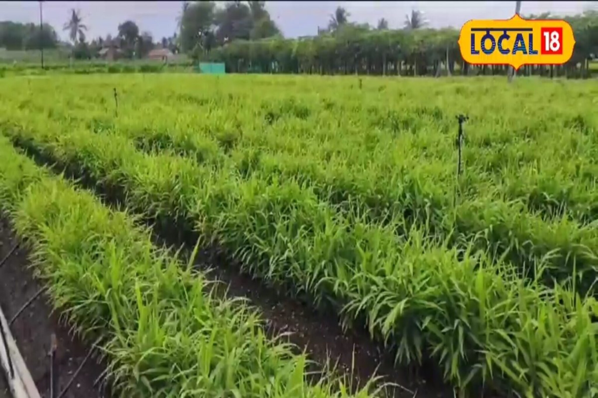 15 महिन्यात एकरी कमावले 11 लाख रुपये, साताऱ्याच्या शेतकऱ्यानं कशाची शेती केली?