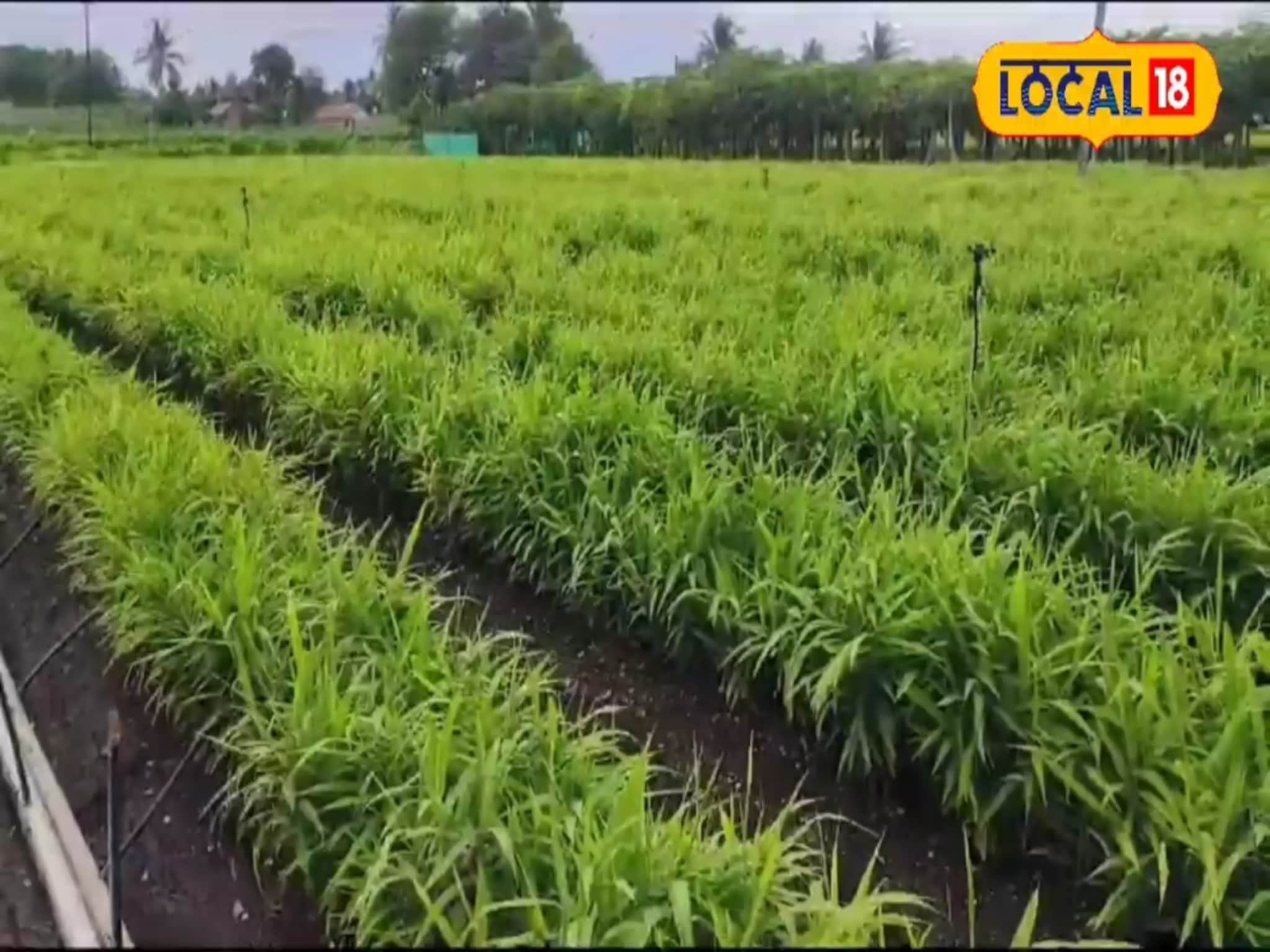 15 महिन्यात एकरी कमावले 11 लाख रुपये, साताऱ्याच्या शेतकऱ्यानं कशाची शेती केली?, VIDEO