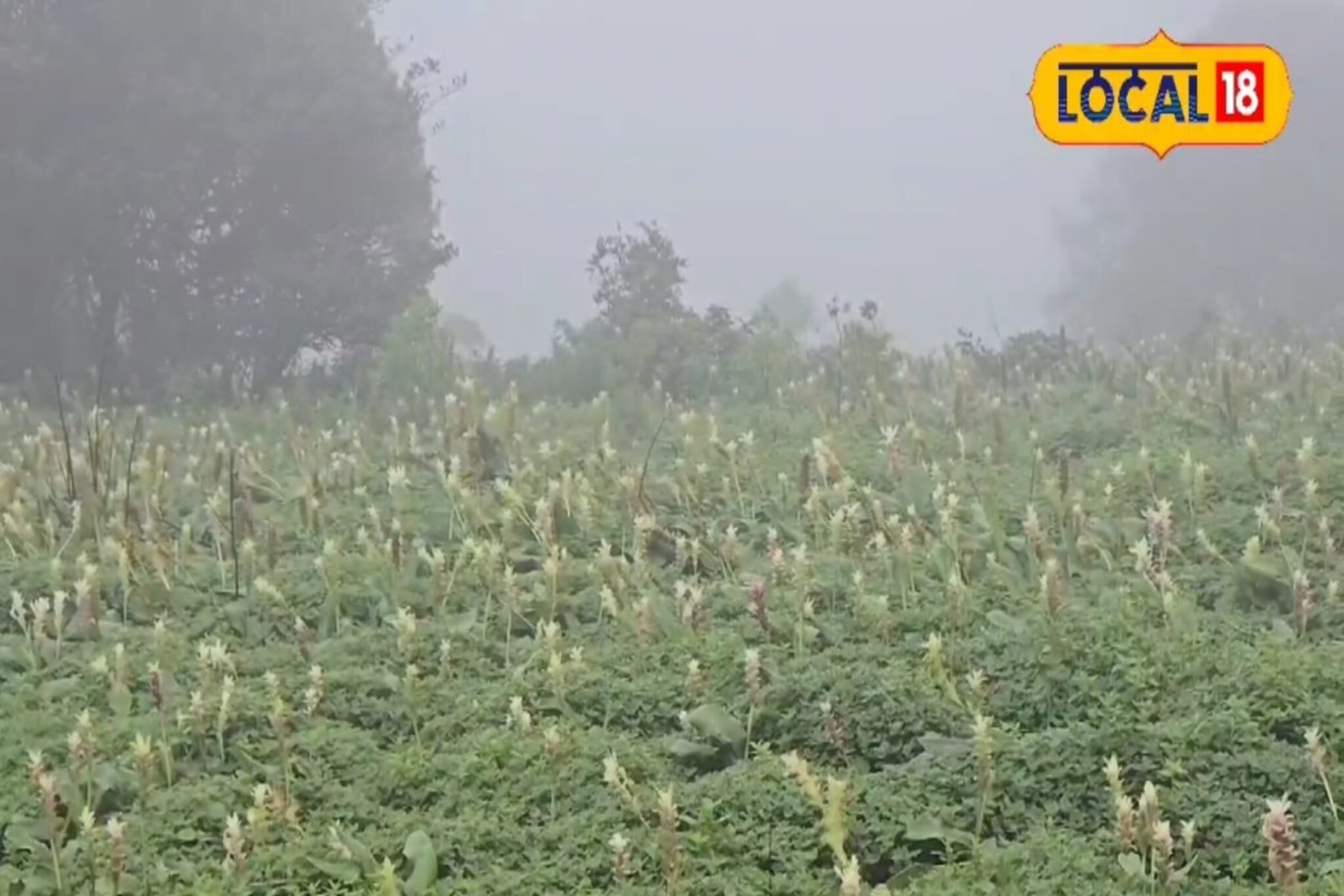 रंगबेरंगी दुर्मिळ फुलांनी बहरले साताऱ्यातील कास पठार, मोहित करणारं दृश्य...