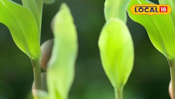 शेतमालाचं