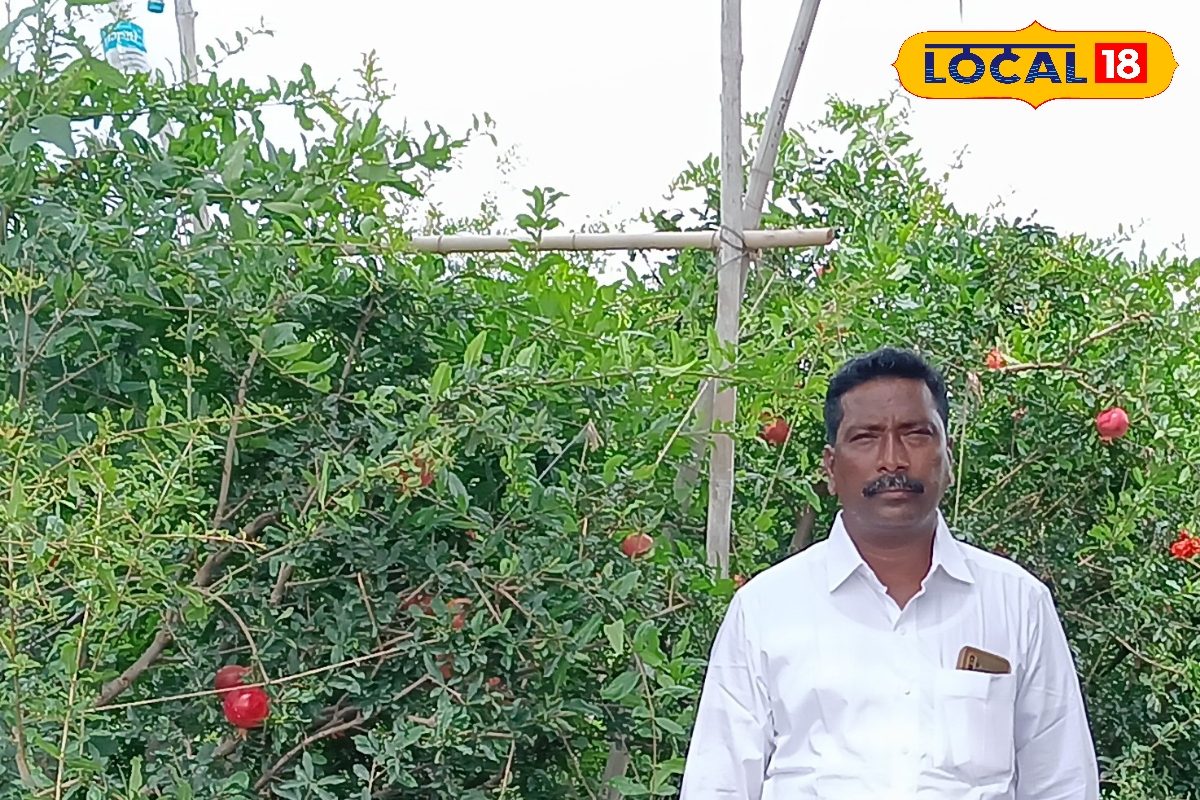 सिर्फ 3 एकड़ से हुई 52 लाख की कमाई, दुबई के लिए रवाना हुए सोलापुर के एक किसान के अनार सिर्फ 3 एकड़ से हुई 52 लाख की कमाई, दुबई के लिए रवाना हुए सोलापुर के एक किसान के अनार